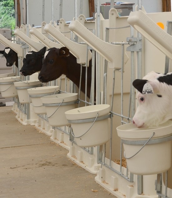 Starter Pens with calves