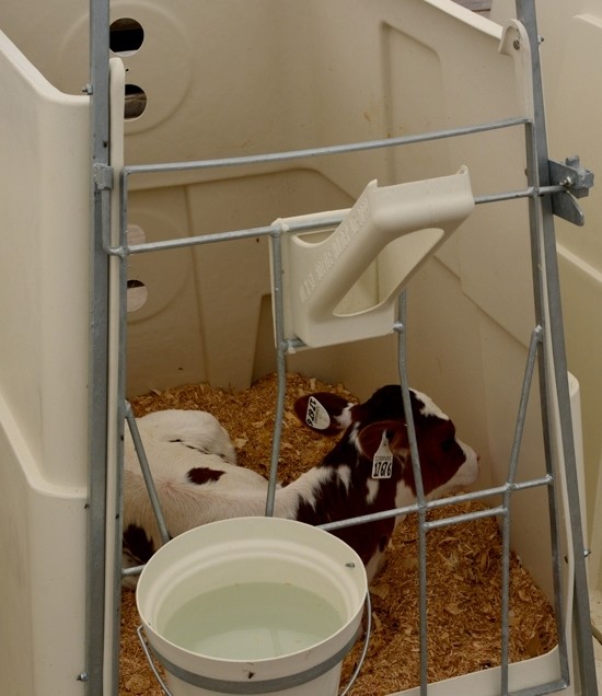 Starter Pen with calf