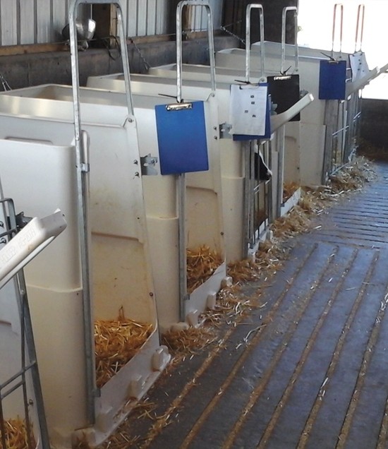 Starter Pens in barn