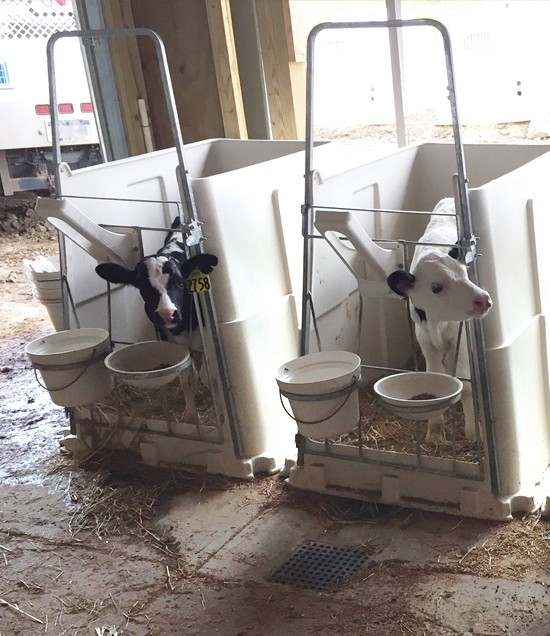 Starter Pens with calves