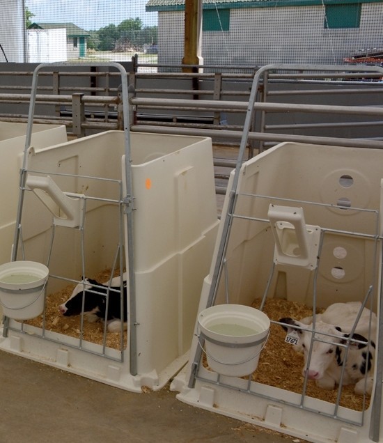 Starter Pens with calves
