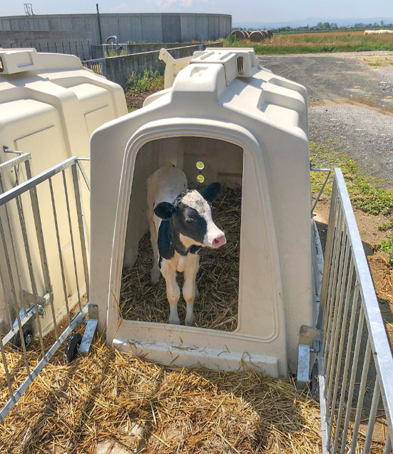 SLHutch_SupremeFenceWithCalf