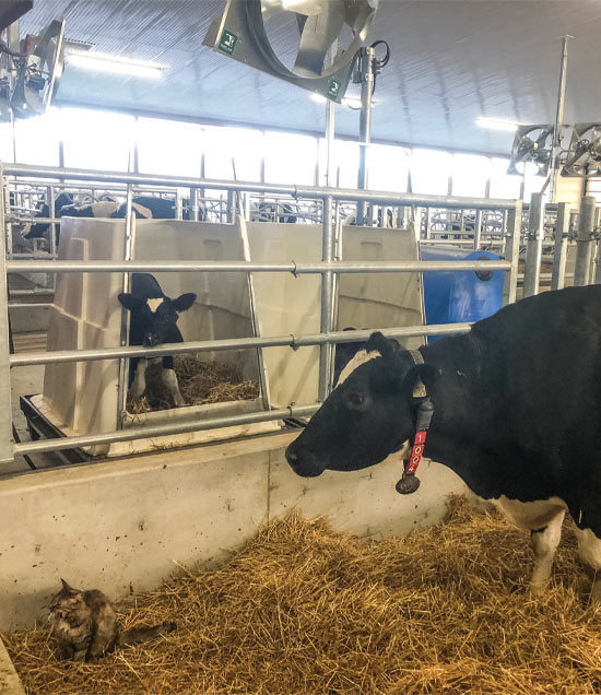 StarterPenAsCuddleBoxCalf.nodoors