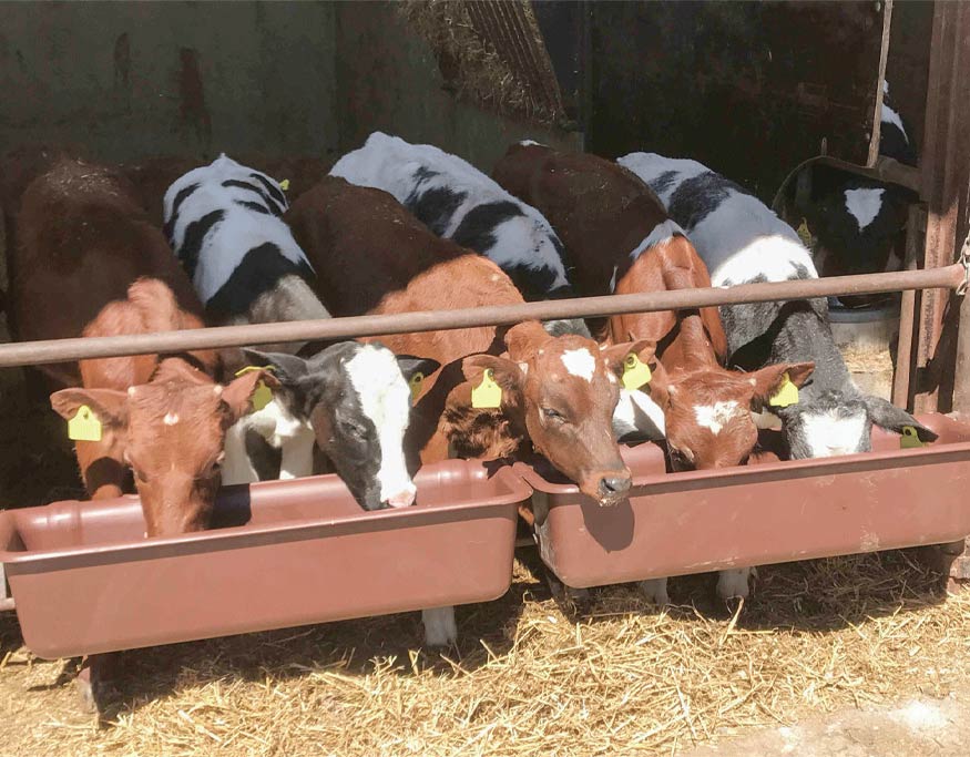 1000_CowTrough.Main