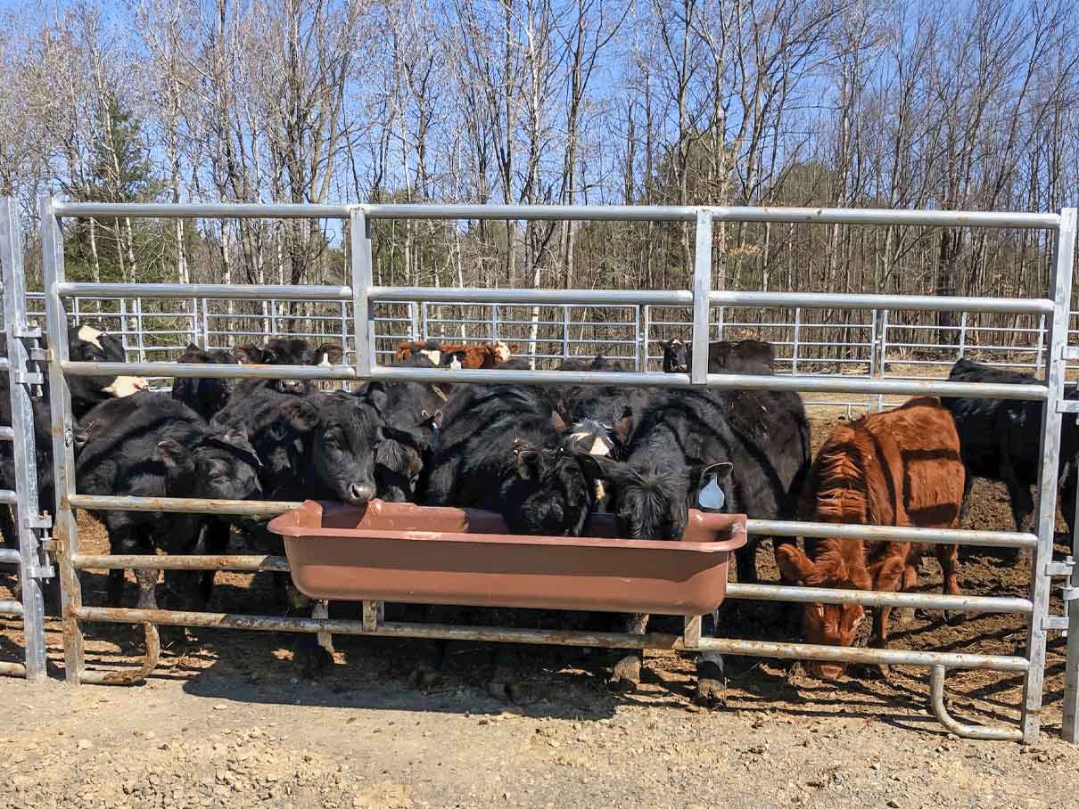 1000_BrownTroughBeefCattle_LR
