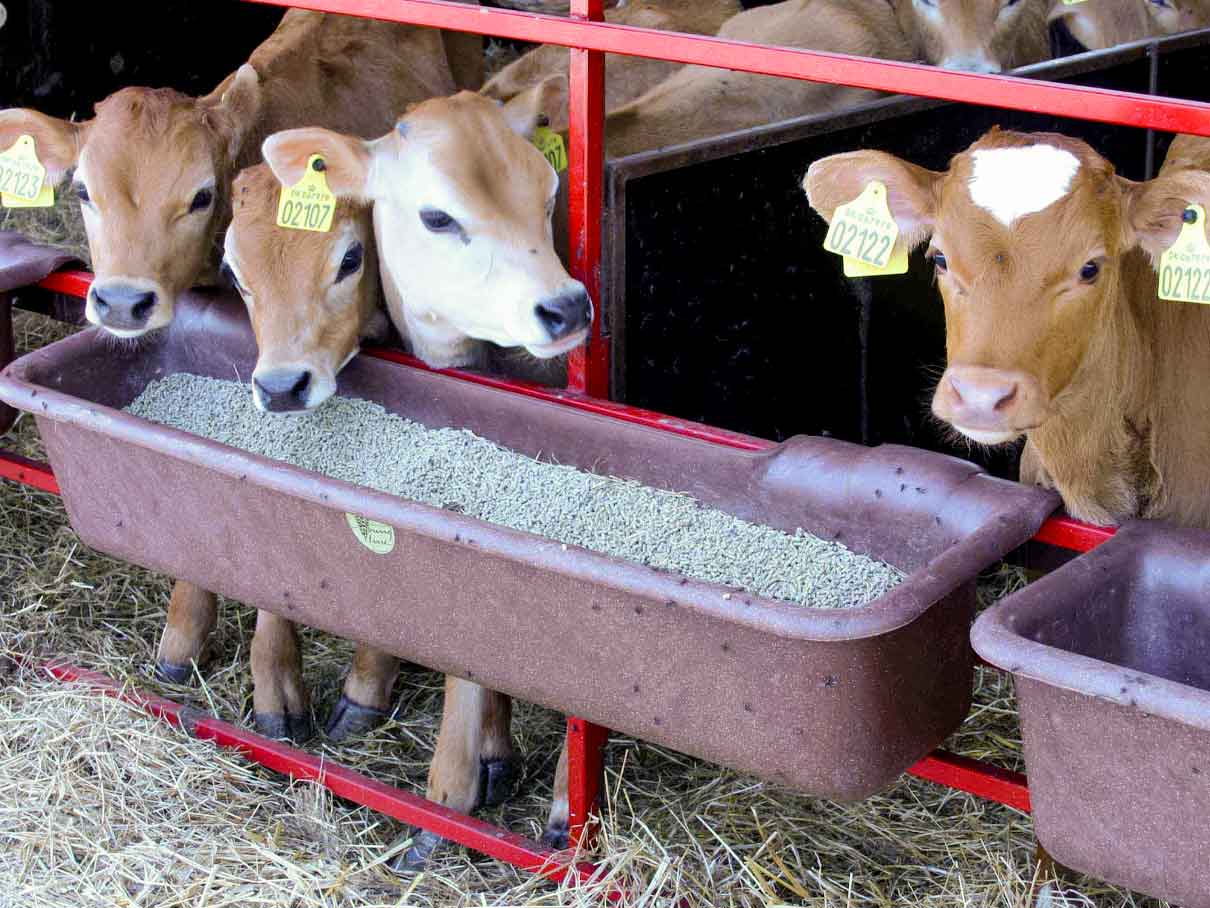 1200_WithCalves_LR