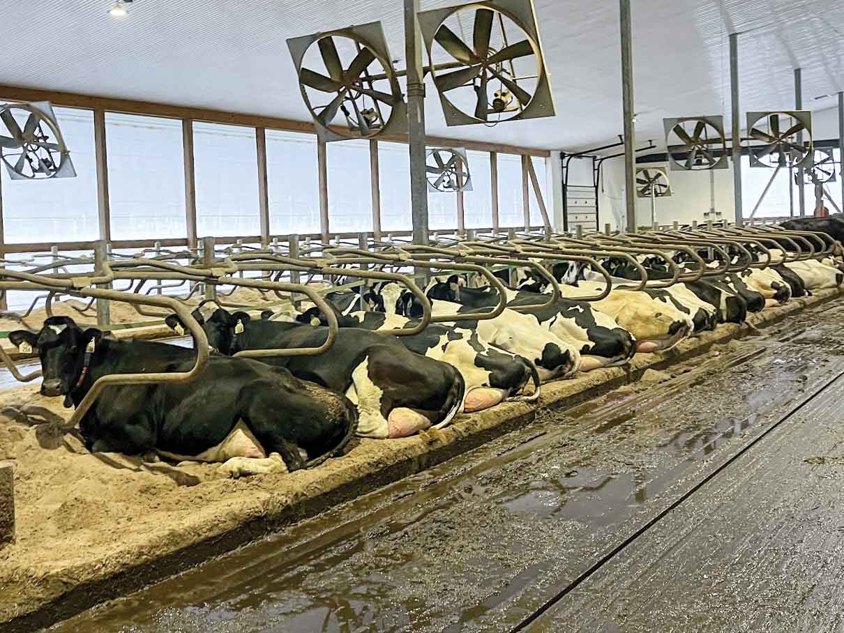 AgriGrid_RowOfCows_LR