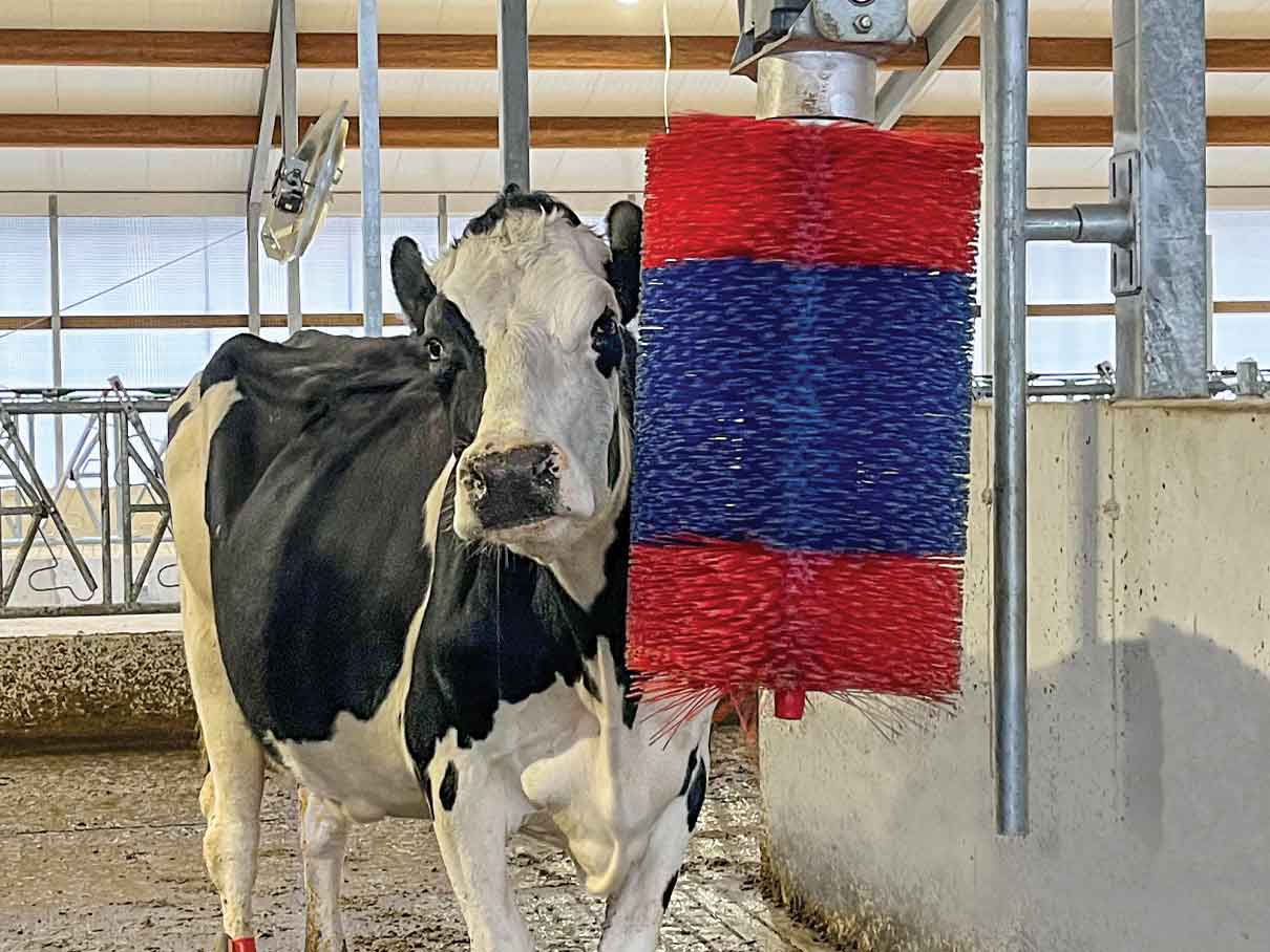 RotoBrush_InUseWithCow_LR