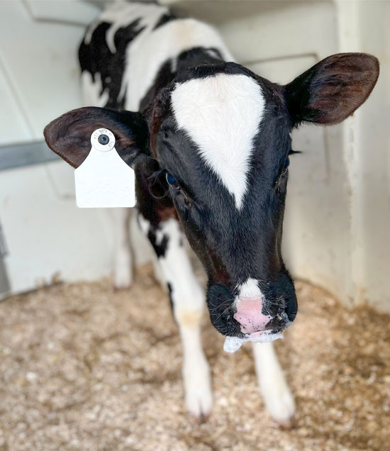 RevNipple_HappyCalf_LR