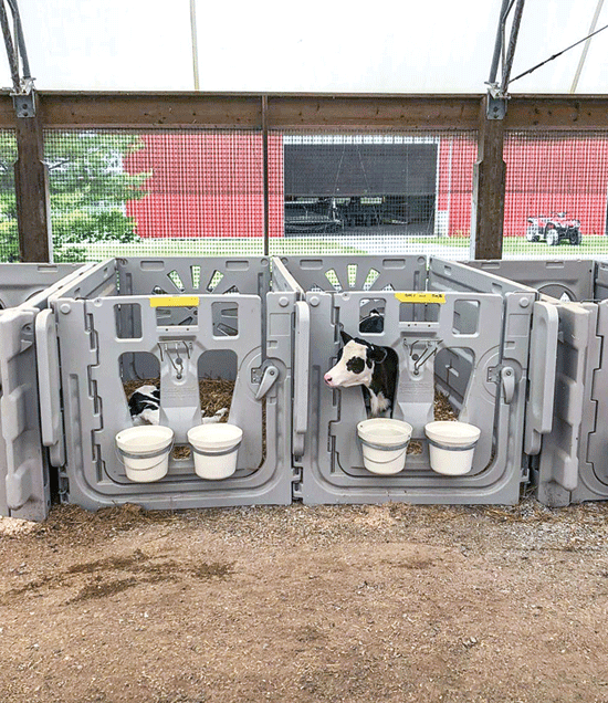 UltraFlexPenRowWithHolsteins_LR