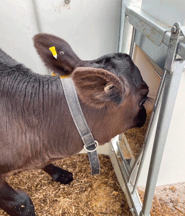Confinement Fence Feeding Options