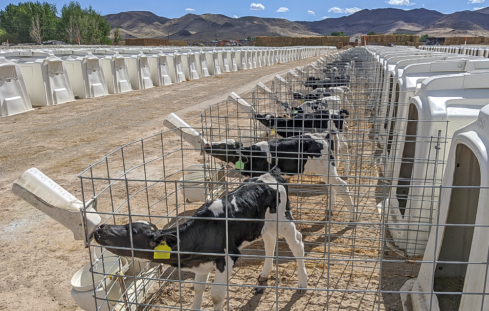 CalvesFeedingRancherHutches